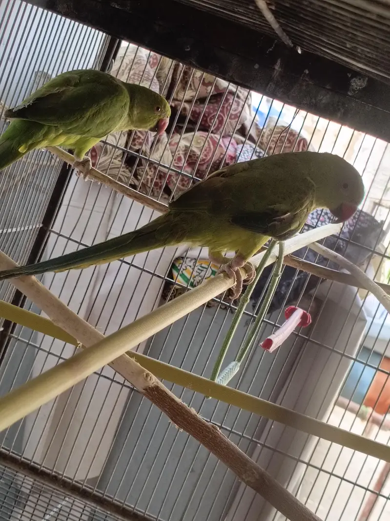 final price hai ek pair male female contact nbr 03012955899 — photo 4