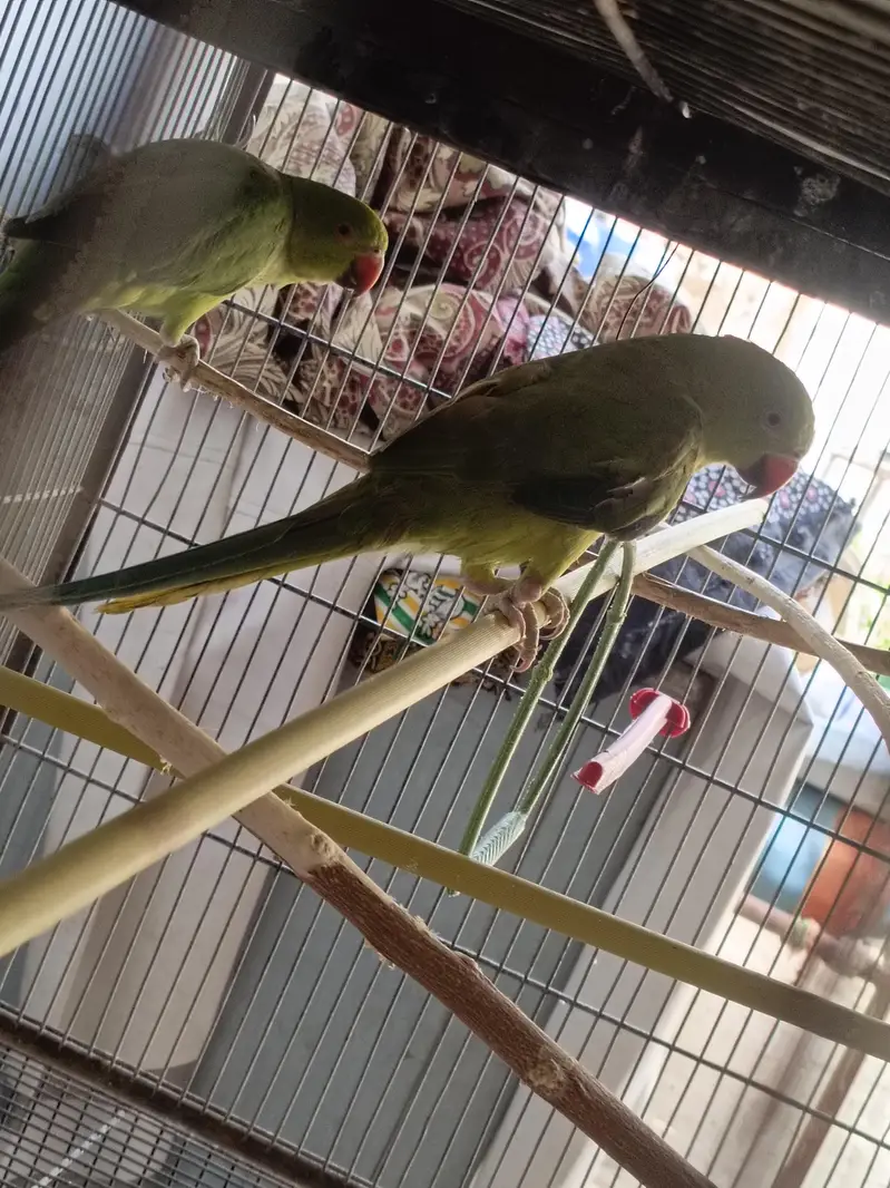 final price hai ek pair male female contact nbr 03012955899 — photo 5