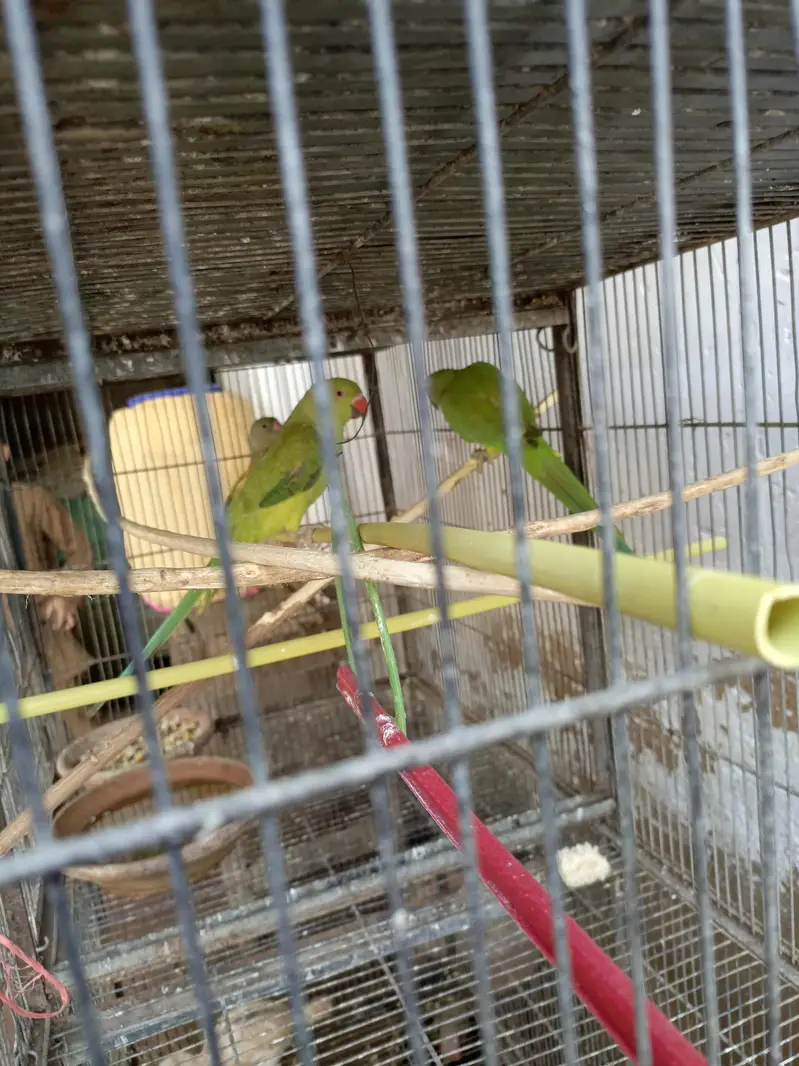 final price hai ek pair male female contact nbr 03012955899 — photo 6