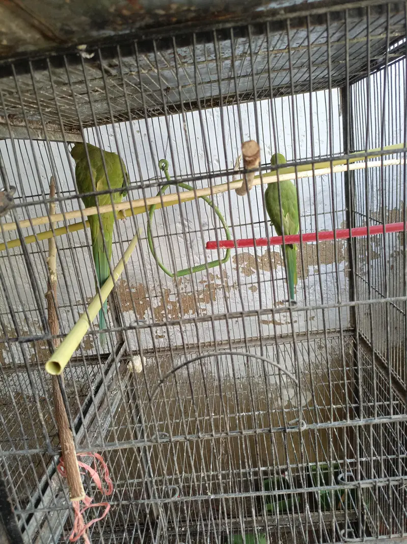 final price hai ek pair male female contact nbr 03012955899 — photo 7
