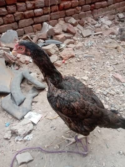 aseel mianwali hen murgi
