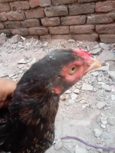 aseel mianwali hen murgi
