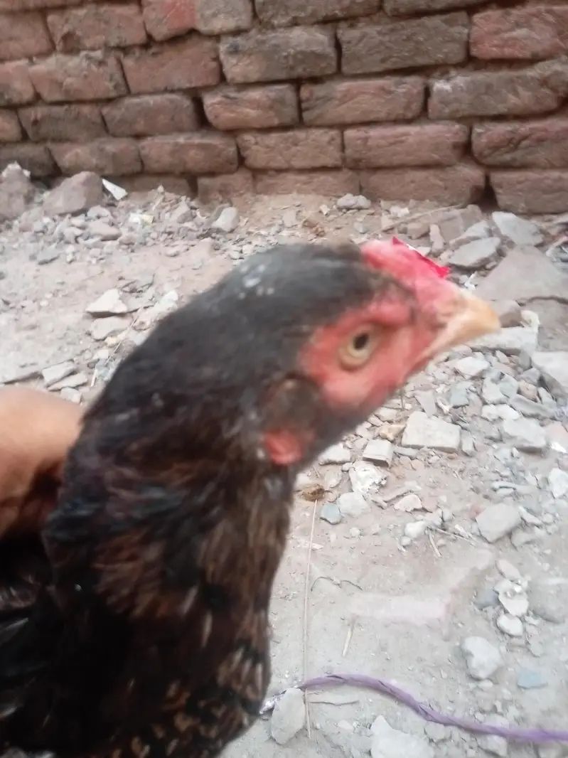 aseel mianwali hen murgi — photo 2
