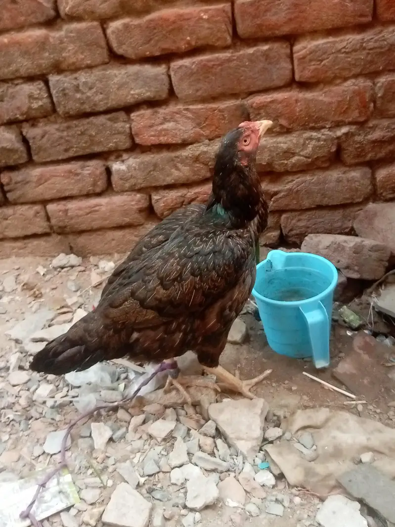 aseel mianwali hen murgi — photo 3