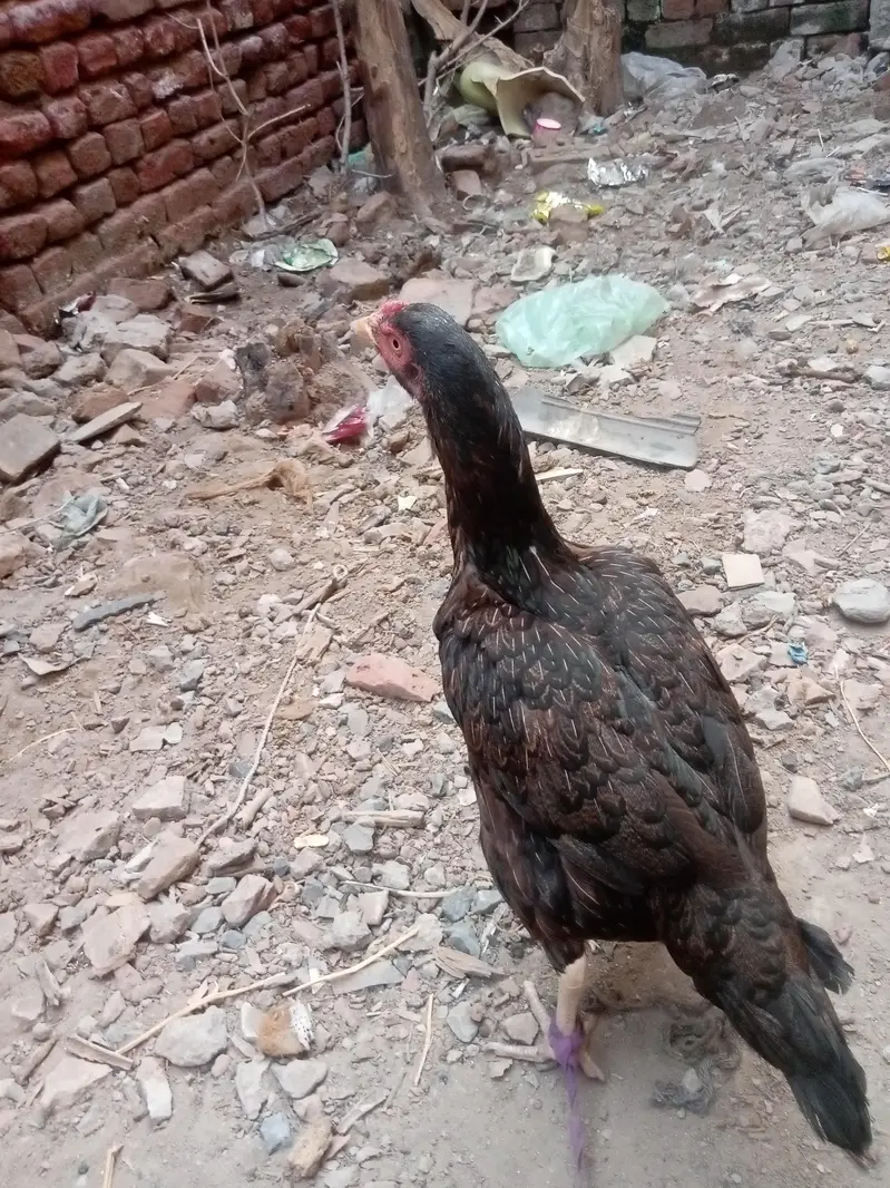 aseel mianwali hen murgi — photo 4