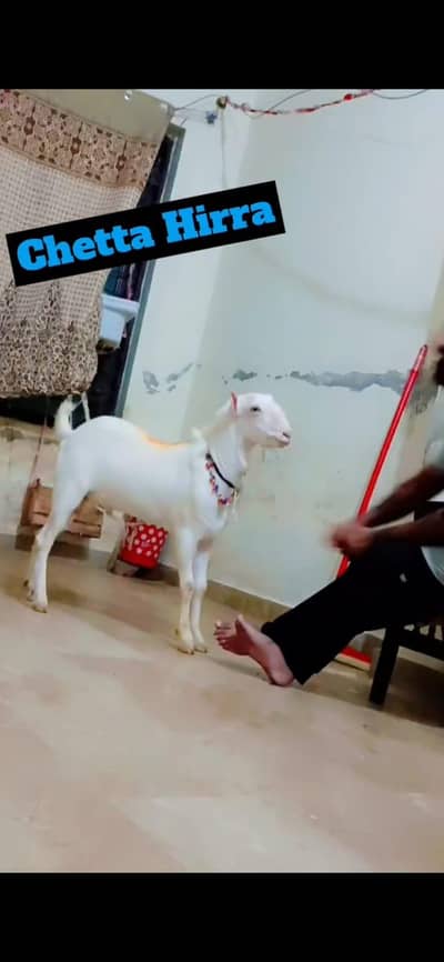 Teeda Gulabi pure