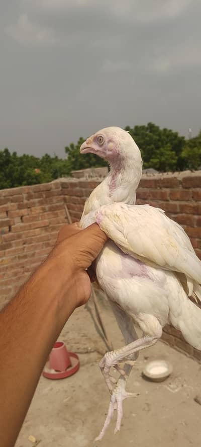 pure white chicks available