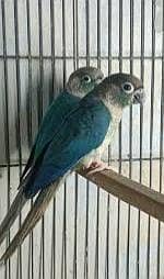 Conure