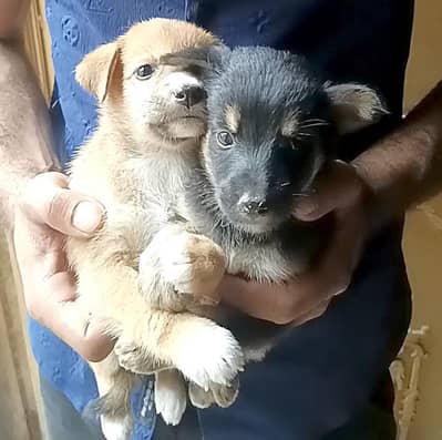 Puppies for sale (Male/Female)