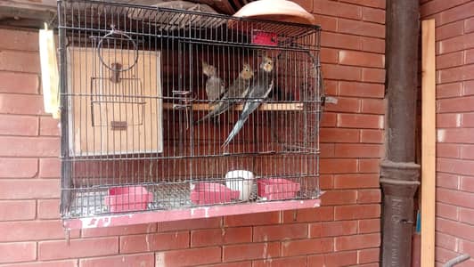 cockatiel Garey pair 100% breeder for sale with cage and box