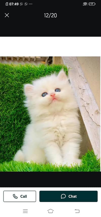 Persian cat for sale male or female my WhatsApp number ,309=52=38=470