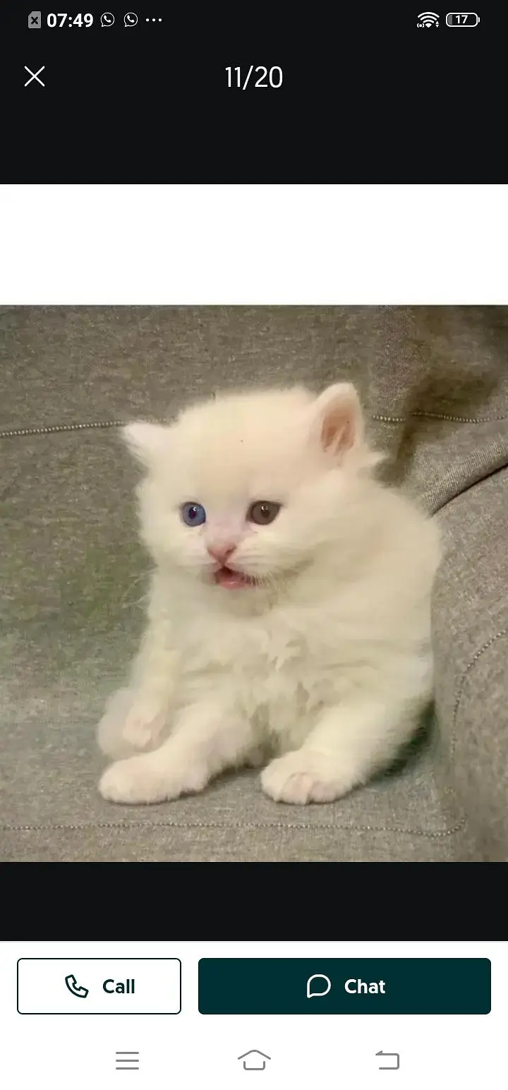 Persian cat for sale male or female my WhatsApp number ,309=52=38=470 — photo 2