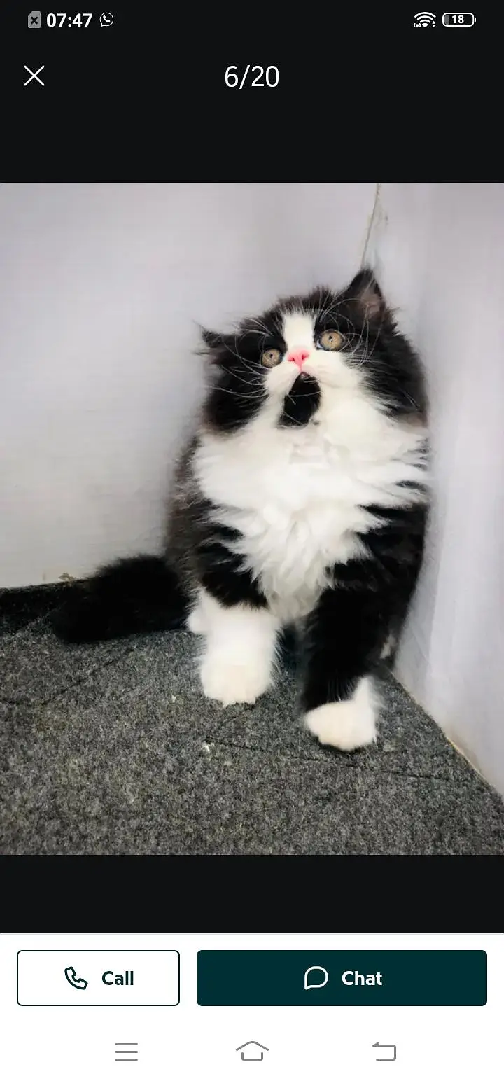 Persian cat for sale male or female my WhatsApp number ,309=52=38=470 — photo 3