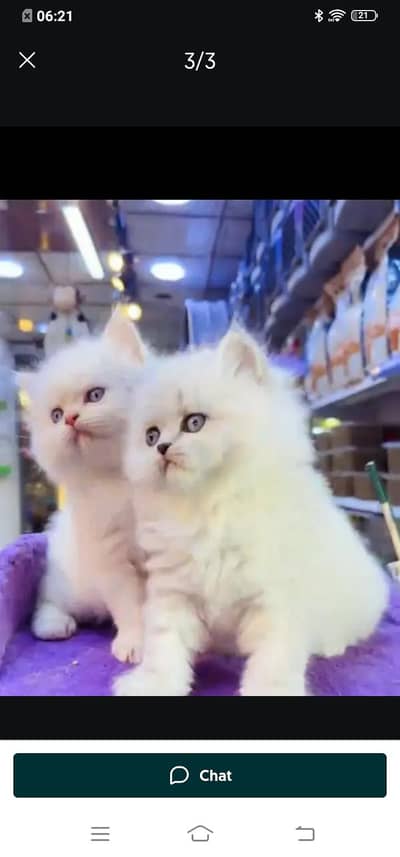 Persian cat for sale male or female my WhatsApp number ,309=52=38=470