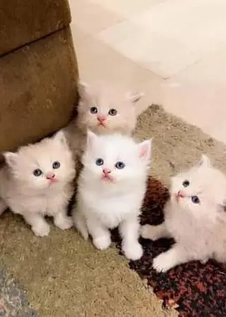 Persian cat for sale male or female my WhatsApp number ,309=52=38=470 — photo 7