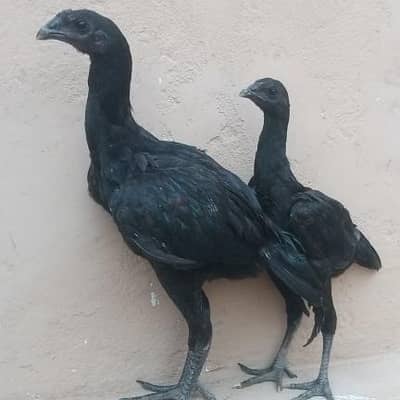 dragon chicks pair