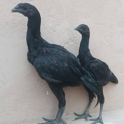 dragon chicks pair 0
