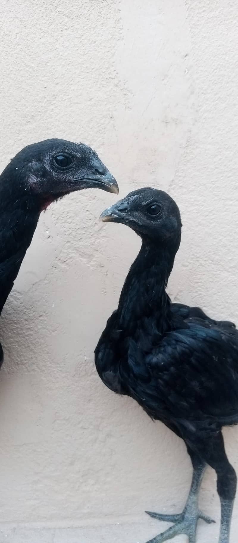 dragon chicks pair 1