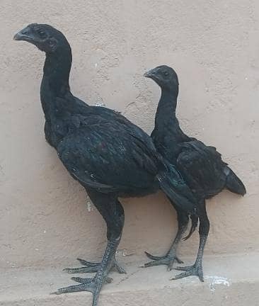 dragon chicks pair 4