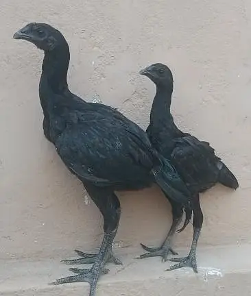 dragon chicks pair — photo 5