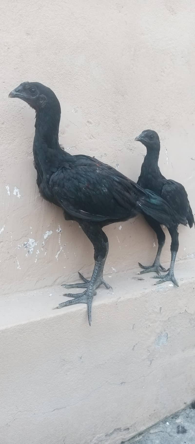 dragon chicks pair 5