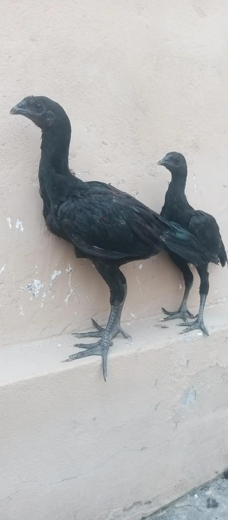 dragon chicks pair — photo 6