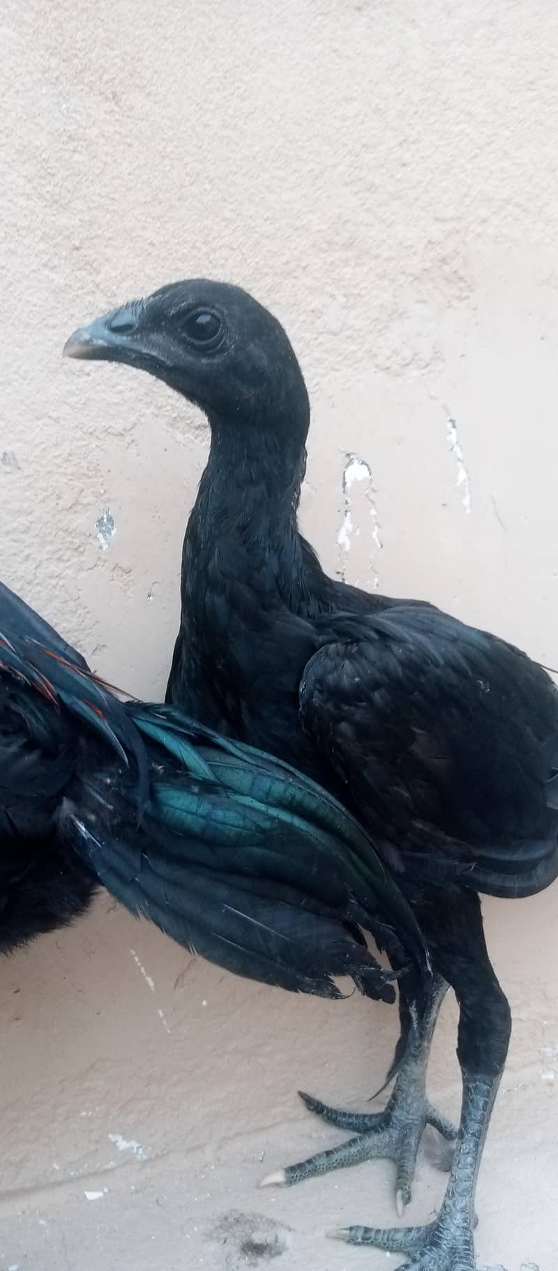 dragon chicks pair 9