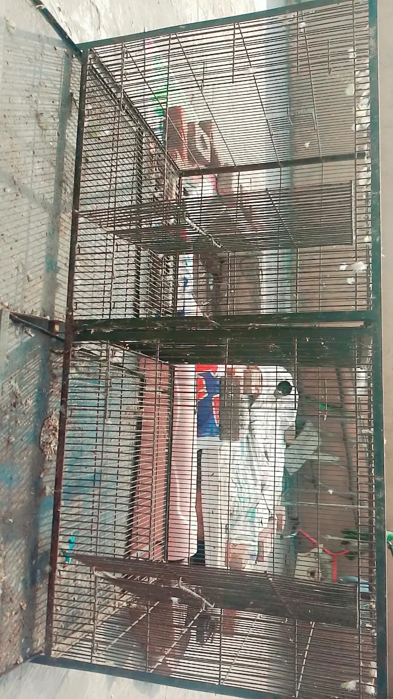 cages raw 2 folding 1 two portion cage 3 breeding boxes 3 Dana water — photo 2
