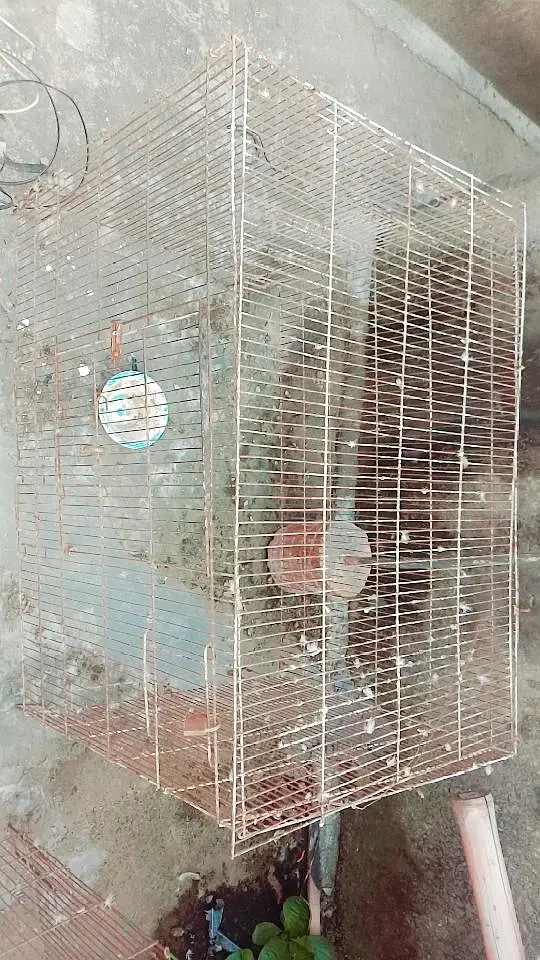 cages raw 2 folding 1 two portion cage 3 breeding boxes 3 Dana water — photo 3