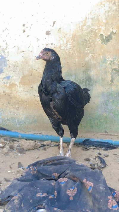 Miyawali aseel pir 9 months pathi patha male female
