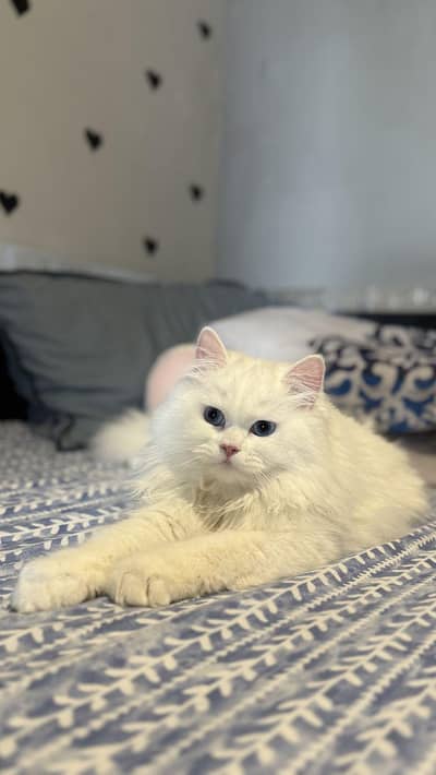 Persian Cat  | Healthy & Active | For Sale