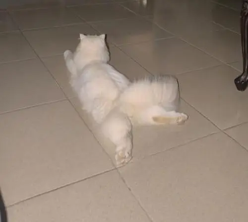 Persian Cat  | Healthy & Active | For Sale — photo 2