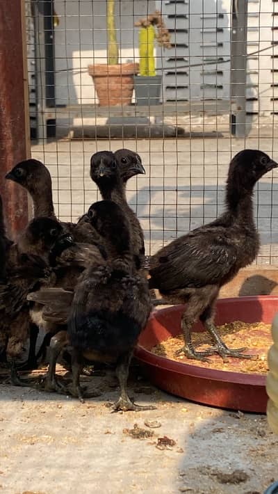 Pure Ayam Cemani chicks