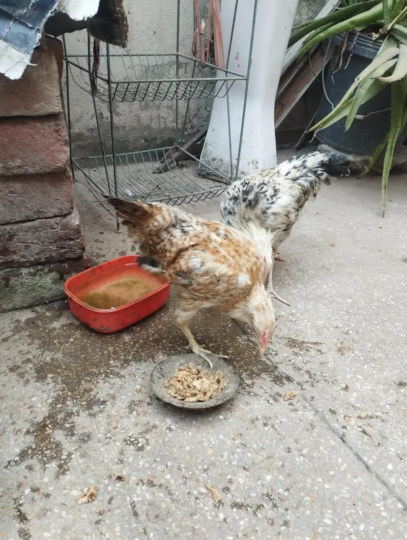 Dasi patha ha murga murgi ha kio masala nhi ha — photo 2