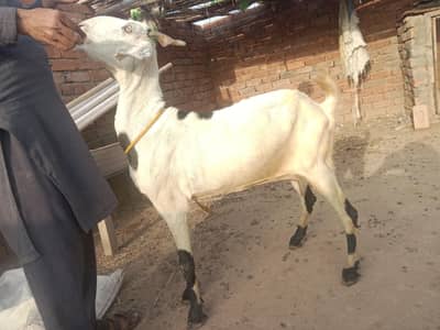 urgent God for sale lalpuri bakri,03206819426 WhatsApp call