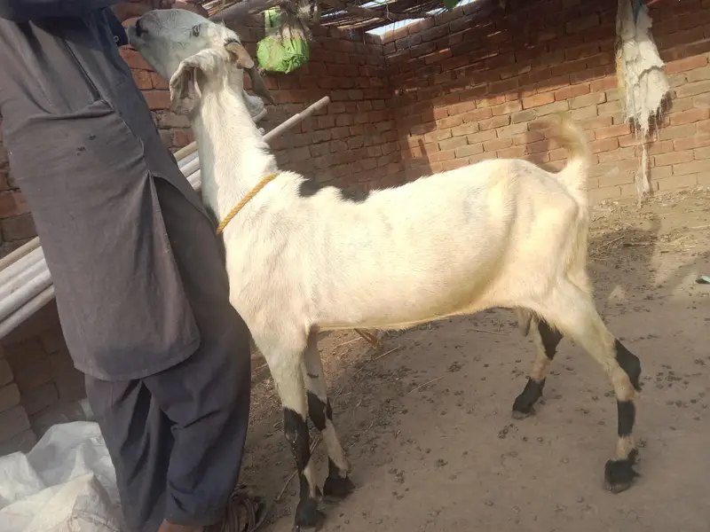 urgent God for sale lalpuri bakri,03206819426 WhatsApp call — photo 2