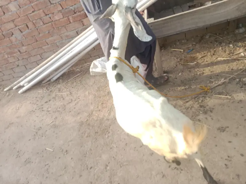 urgent God for sale lalpuri bakri,03206819426 WhatsApp call — photo 3