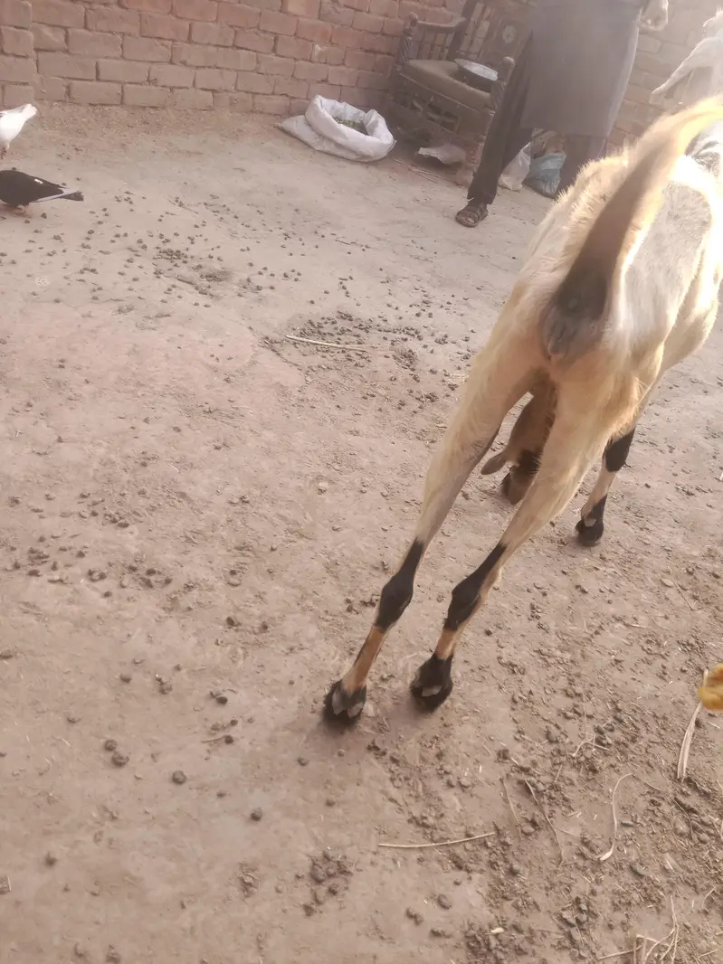 urgent God for sale lalpuri bakri,03206819426 WhatsApp call — photo 4