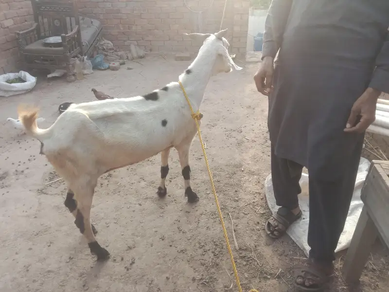 urgent God for sale lalpuri bakri,03206819426 WhatsApp call — photo 5