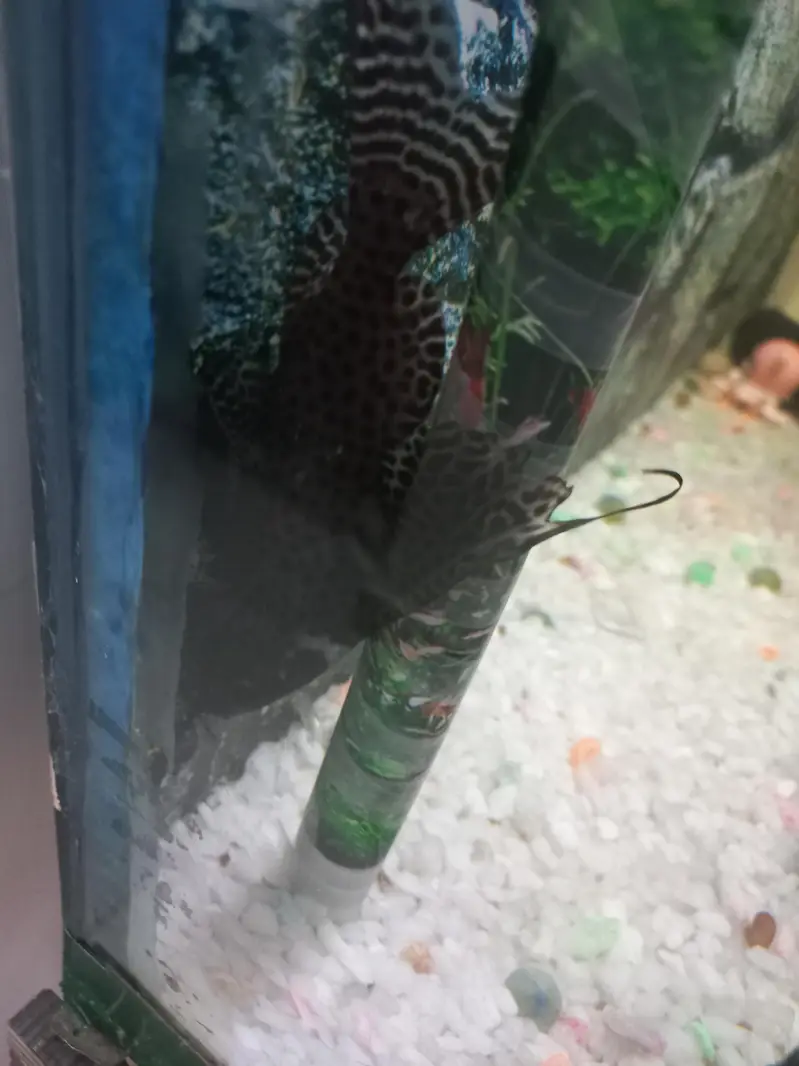 Upside Down Catfish in Good length | Healthy Active — photo 2