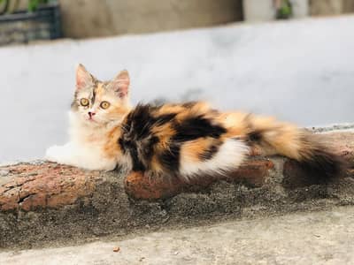 premium Persian punch face male kitten | fluffy and adorable