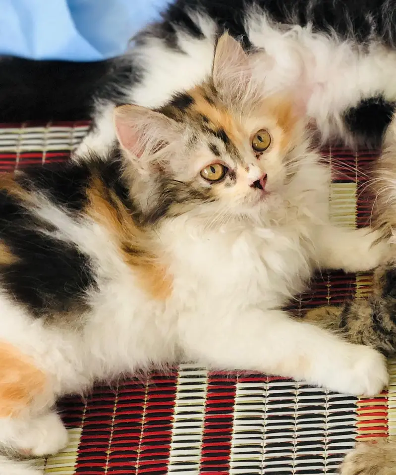 premium Persian punch face male kitten | fluffy and adorable — photo 4
