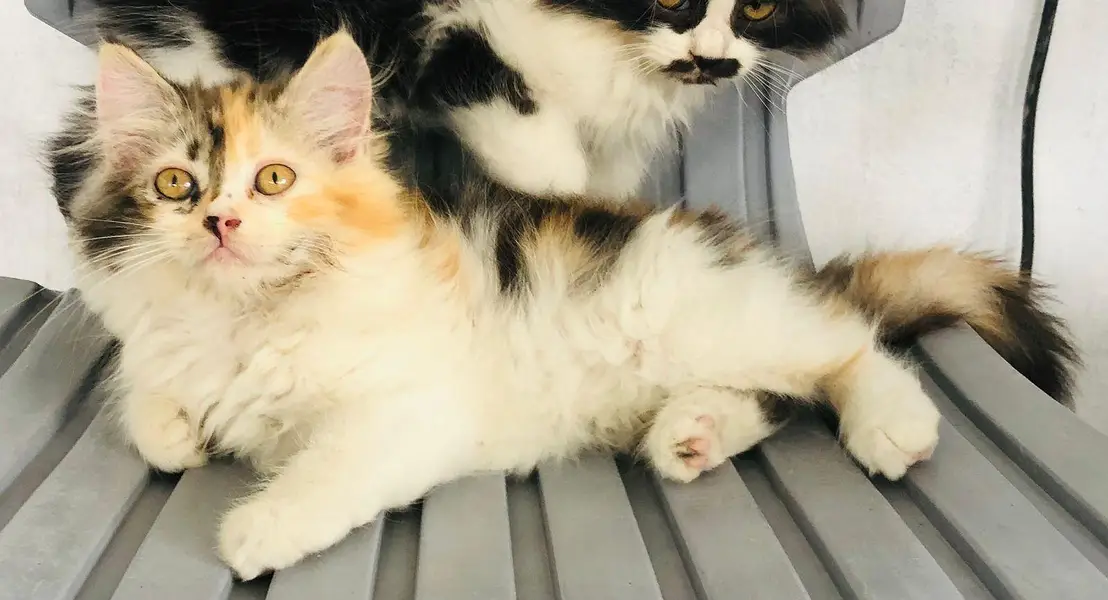premium Persian punch face male kitten | fluffy and adorable — photo 5