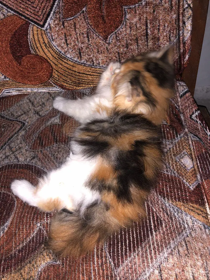 premium Persian punch face male kitten | fluffy and adorable — photo 7