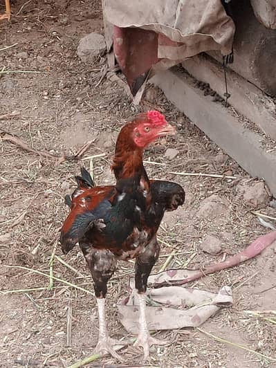 Pakistani Aseel murga