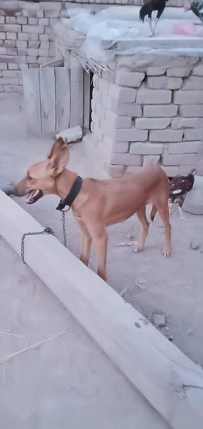 alsetion female for sale