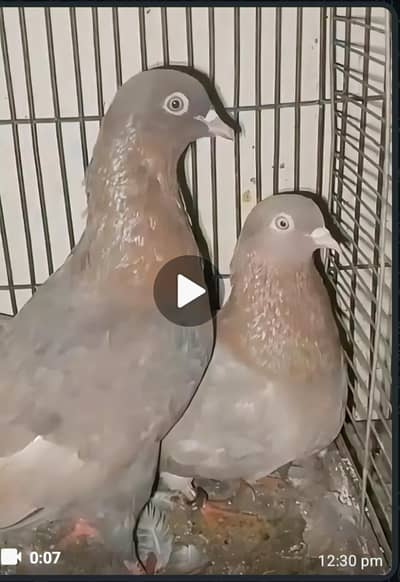 Pure Indian Surkhe