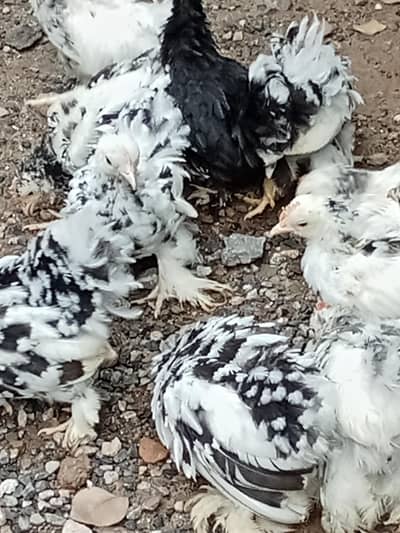 molted bantam