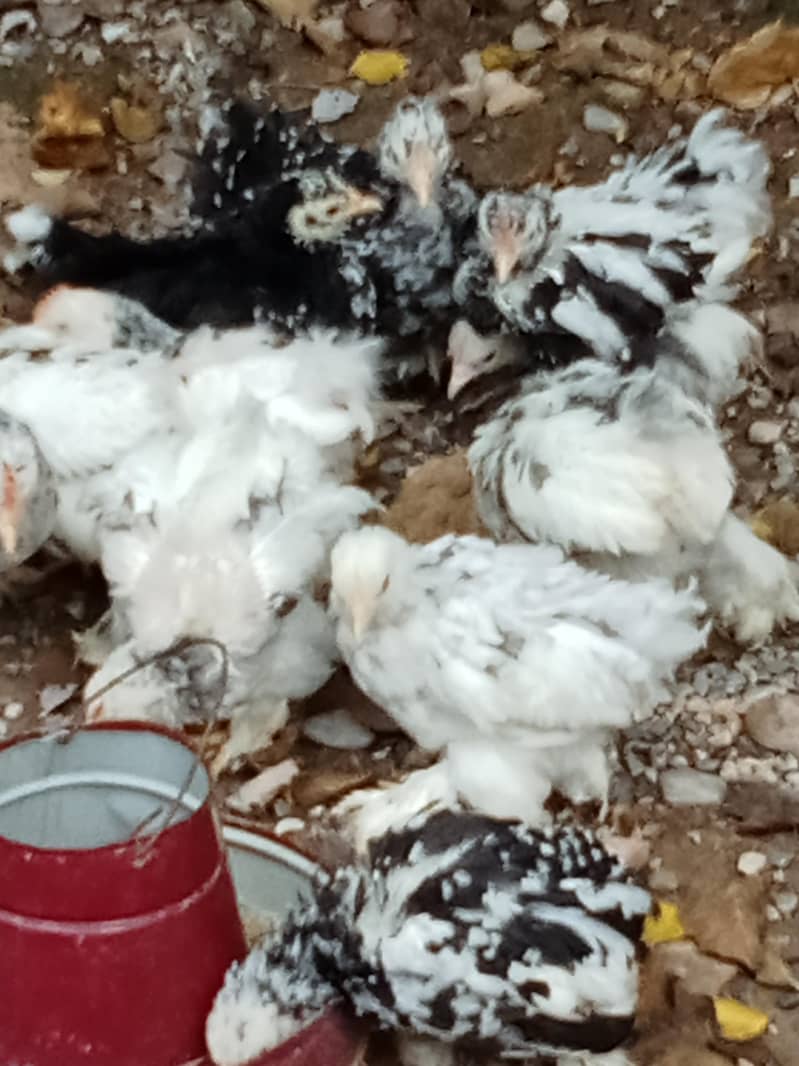 molted bantam 2