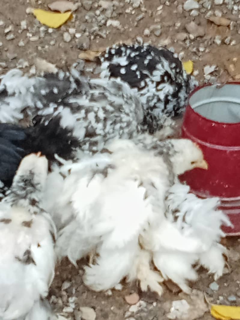 molted bantam 3
